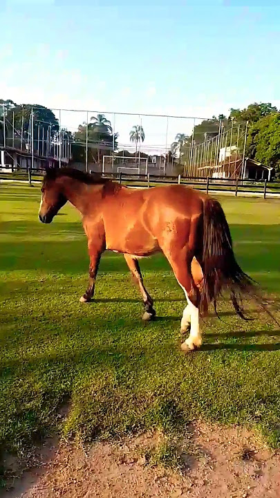 Desenho crioulo: cavalo crioulo para reboques