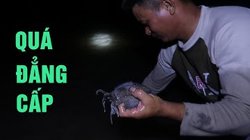 Cách Đánh Bắt Cá Mực Rất Độc Đáo Của Ngư Dân | Lâm Vân Đồn