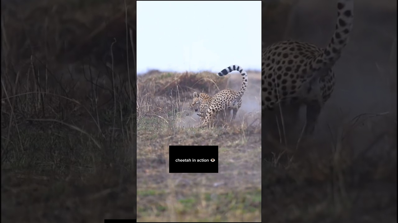 Cheetah hunting 👽.                                                                          