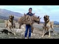 Kangal Shepherd Dog Vs Hyena - Hyena Vs Kangal Comparison- PITDOG