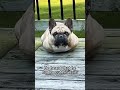 Dogs are afraid of cutting their nails🤣#dogsoftiktok #funnymoments #cutedog #funnyvideo #funnytiktok