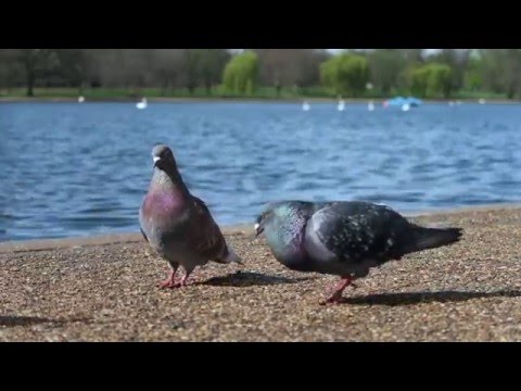 Video: Why Do Pigeons Nod Their Heads When Walking, Do Not Sit In Trees And Other Oddities
