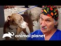 Tratando pit bull que engoliu um caroço de manga | Veterinário das montanhas | Animal Planet Brasil