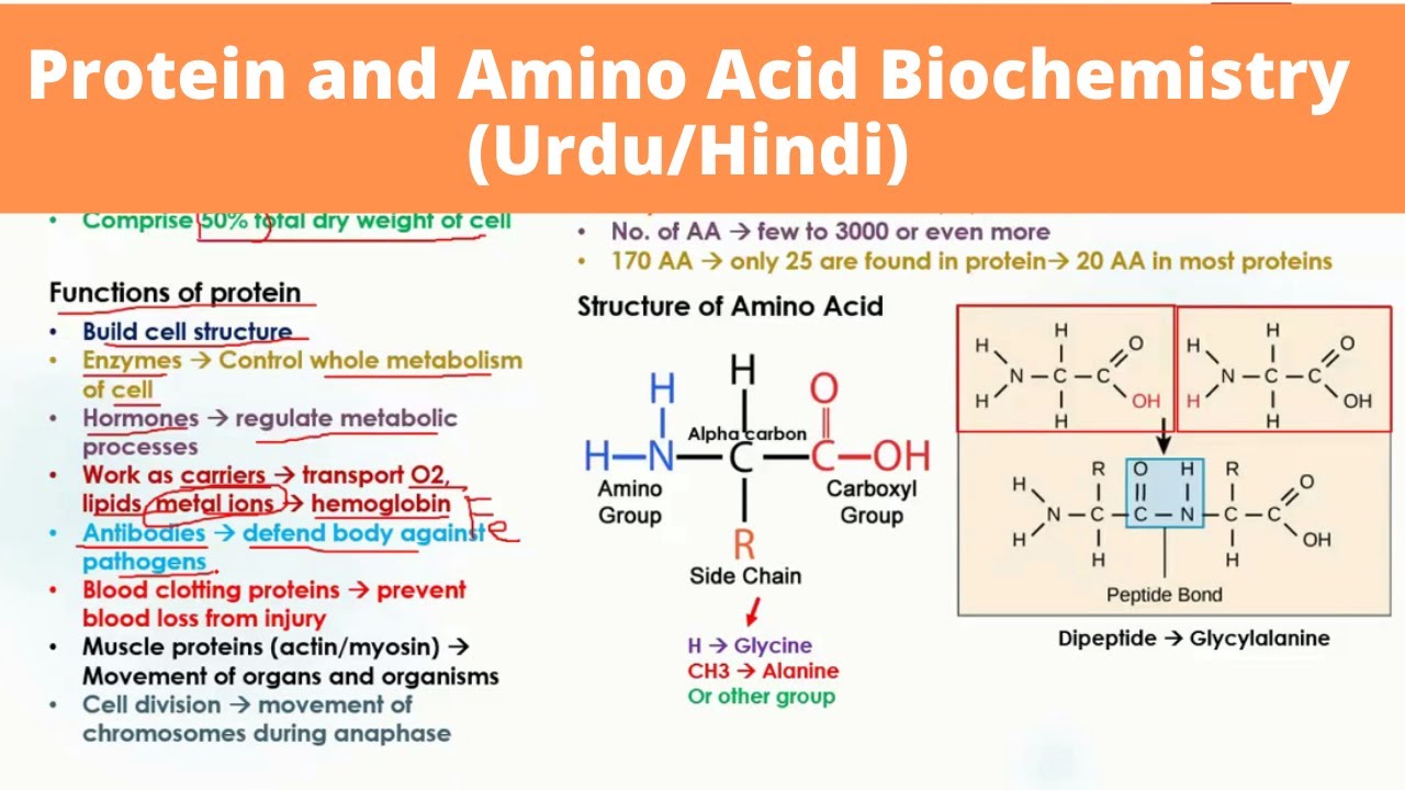 Protein and Amino Acids Biochemistry in hindi YouTube