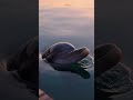 An Unlikely Saviour: Dolphin to the Rescue! 🐬❤️🐱