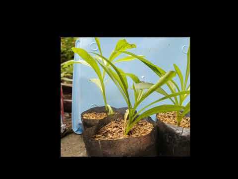 Video: Menanam Goldenrod Di Taman - Apakah Kebaikan Tumbuhan Goldenrod?