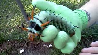 The largest caterpillar EVER