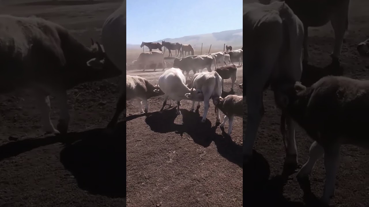 Сумасшедшие коровы 🤣 