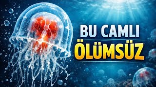 Bu Canlı Ölümsüz Turritopsis Dohrnii Hakkında Belgeseli 