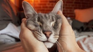 Squishy Cat Massage