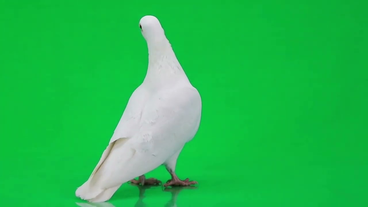 pigeon green screen effect