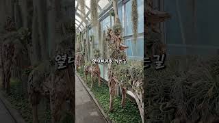 한밭수목원 다육식물원 영상