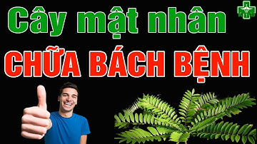 CÂY MẬT NHÂN (Cây Bách Bệnh) Có Tác Dụng Gì? Chữa Bệnh Gì? Cách Sử Dụng | Kiến Thức Y Dược