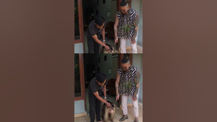 BASTIAN GIANT MONSTER MONKEY!!! THE BIGGEST IN JAVA TAMED BY THIS PERSON #KINGOFTHEJUNGLE