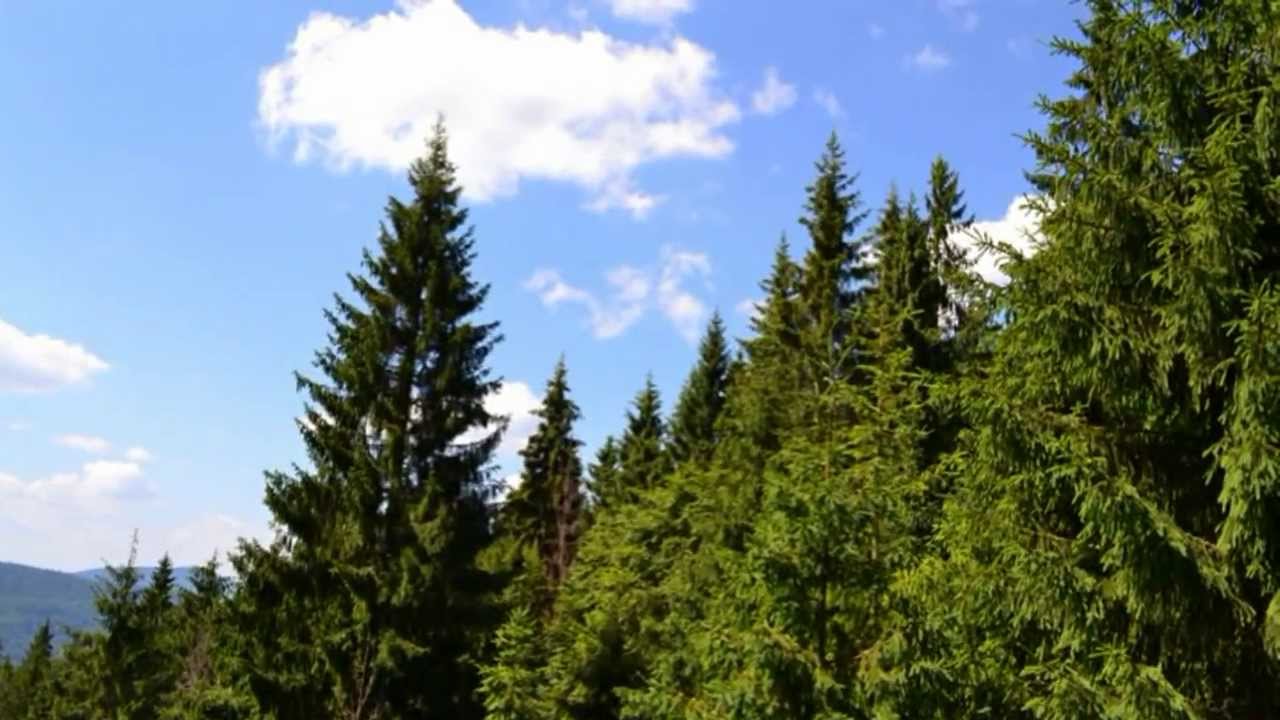Богдан червона рута