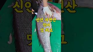 7/10일 신안 자연산 민어 포떠서 보냅니다 엄청 싱싱합니다