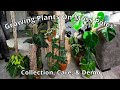 All my plants on moss poles how i care for them  easy diy moss pole demo