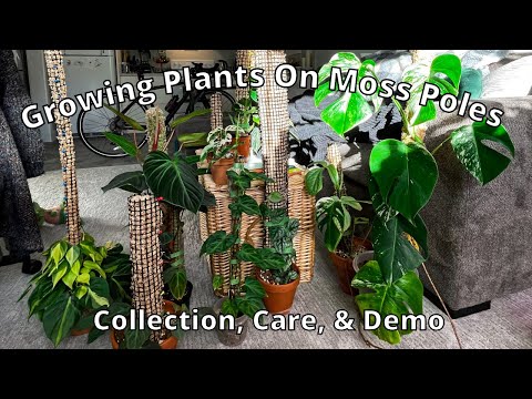 All My Plants on Moss Poles, How I Care for Them, + Easy DIY Moss Pole Demo