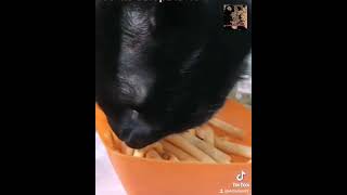 Cute Cat Tim. Tasty Food. И Это Все Мне?????