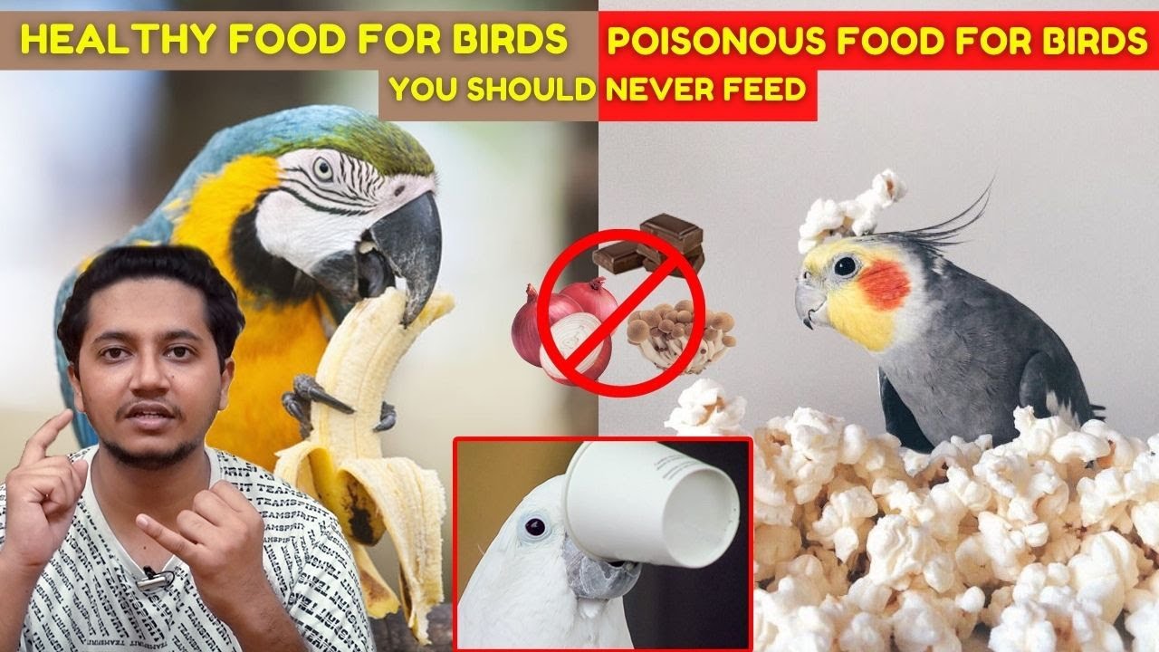 Episode 3Food Guide for BirdsHealthy & Toxic/Poisonous Food For Birds