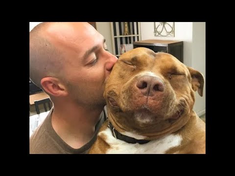 Video: 13 Pred a po prijatí Príbehy psov urobia vaše srdce Kablooey S Happy