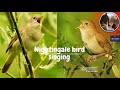 Nightingale birds singing with their melodies voice || world's Best sound ever #birdssinging