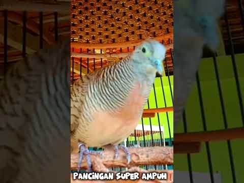 Pancingan Super Ampuh💯 Bikin Lawan Nyaut Emosi & Nyaut Bunyi #perkututlokalgacor #perkutut #burung