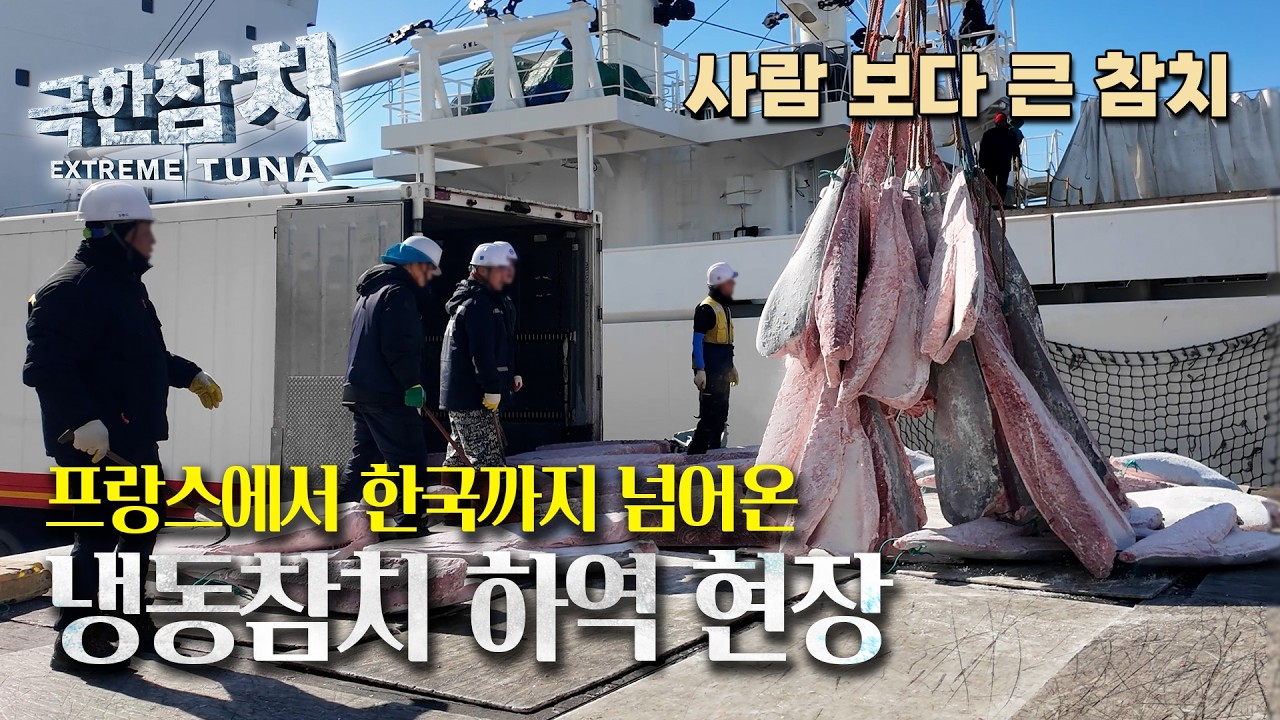 바다에서 부산항까지.. 참다랑어 하역의 모든 과정 | 극한참치 1부