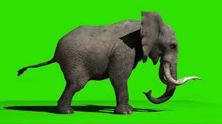 green screen gajah