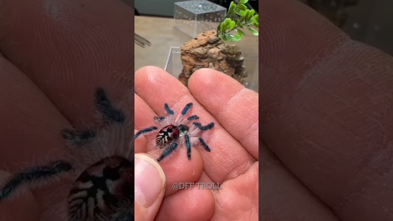 Small to big Tarantula Spiderling!