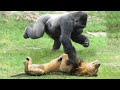 Gorilla vs lion  lion vs gorilla comparison  blondi foks