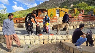 return Teddy: Amir's family was happy to see their beloved dog