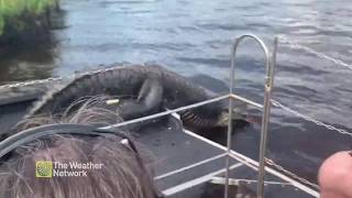 Big Alligator Jumps Onto Tourists Boat || GoViral