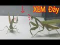 Con Bọ Ngựa Đánh Nhau Hấp Dẫn - KungFu Con Bọ Ngựa