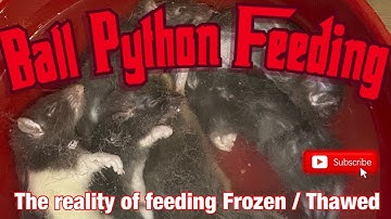 Ball Python Feeding : the reality of feeding frozen / thawed to your snakes!