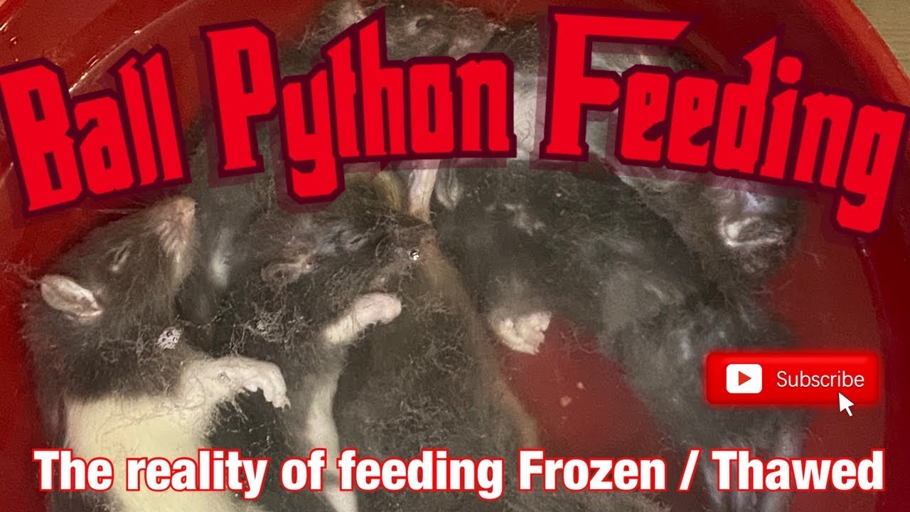 Curated visual reference: Fresh Look at Ball Python Feeding The Reality Of Feeding Frozen Thawed To