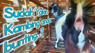 Ciri Ciri kambing BUNTING Dan TIDAK Serta tanda tanda MELAHIRKAN Dapat di Prediksikan