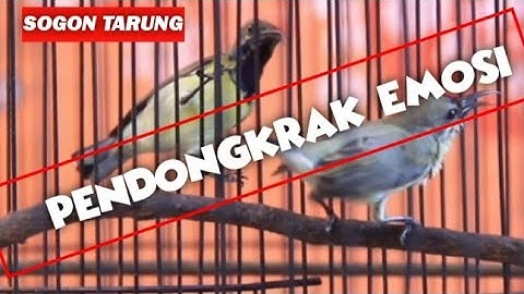 CUMA 1 MENIT ❗ PANCINGAN AMPUH MACET BUNYI ❗ MENAIKAN EMOSI SOGON