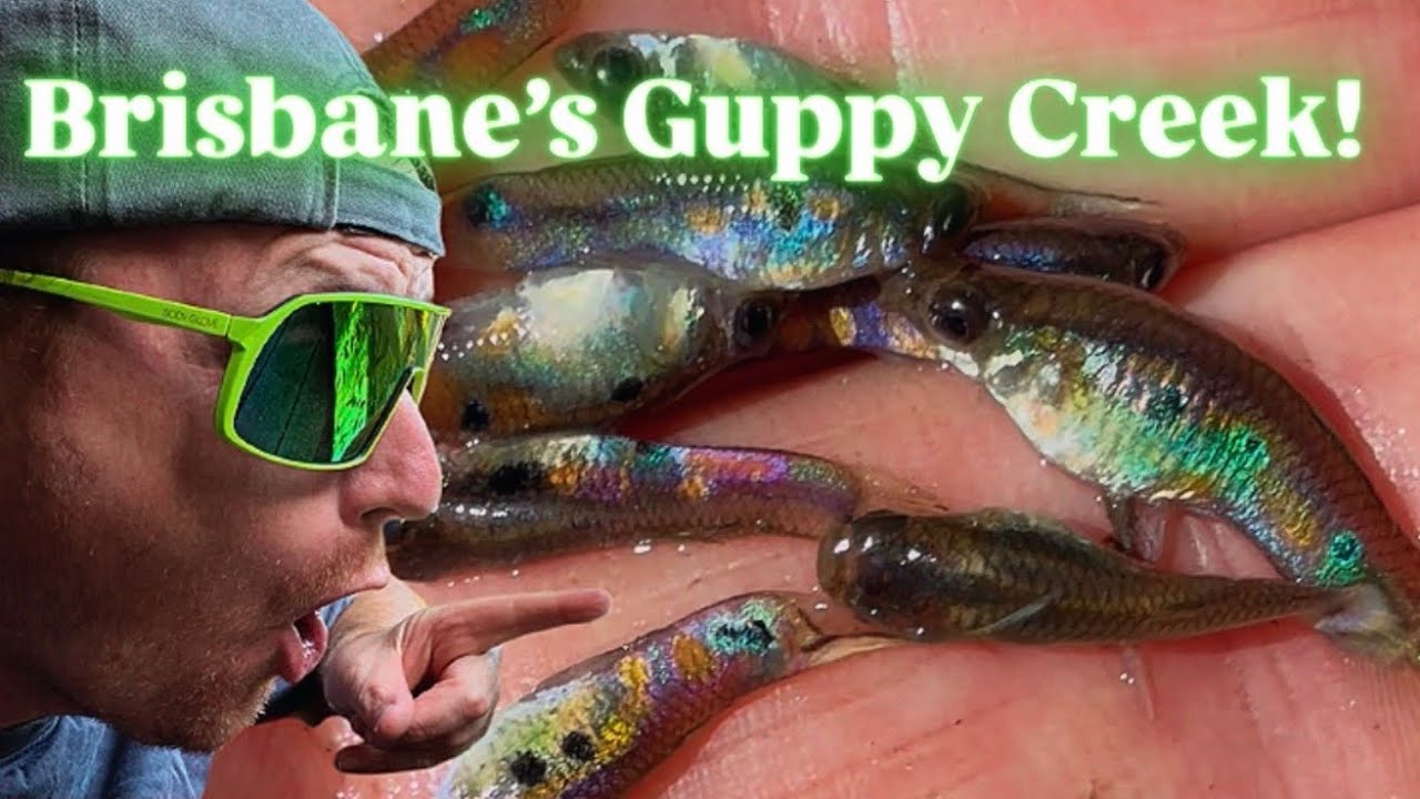 I Caught 30 Invasive Guppies in 10 Minutes!! Fish trapping in Brisbane ...
