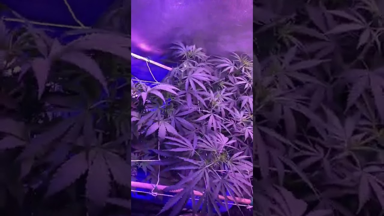 Dwc Grow (Hermaphrodite Grow) Day 7 light switch 2 plants