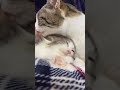 下ベロが引っかかって首振り人形になった子猫（311日目）#shorts