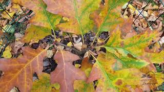 Quercus × rudkini kříženec dubu marylandského a vrbolistého
