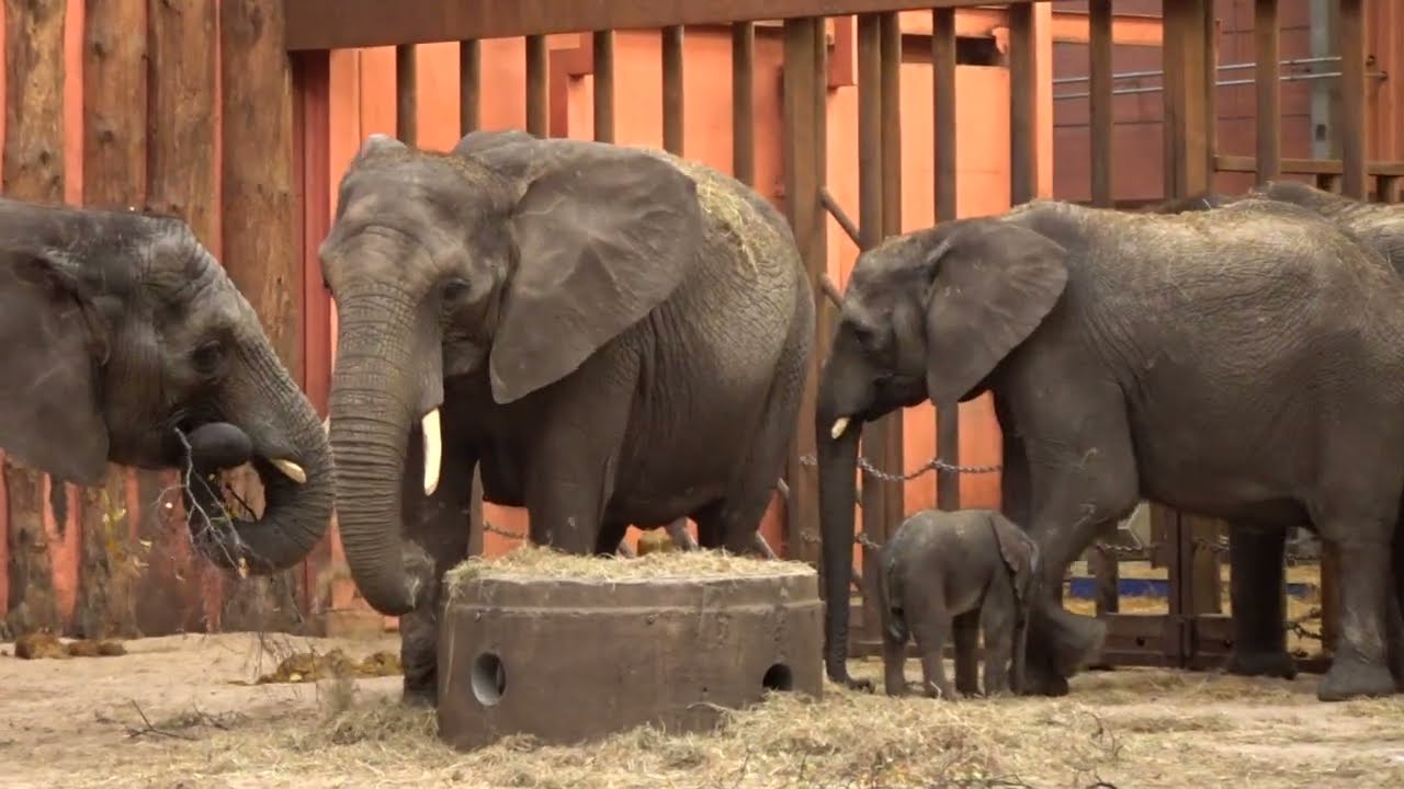 Hoera, Afrikaans olifantje Mosi is geboren in Beekse Bergen!  *African elephant Mosi was born.*