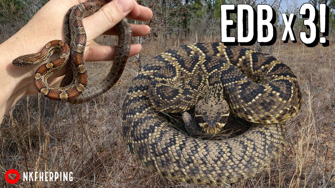 Triple Diamondback Hike!! Finding Massive Rattlesnakes Hidden in the