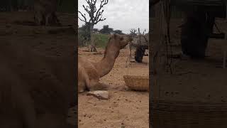 funny animal video,#funnyvideo,#trendingshorts,#viralshortvideo,#viralanimalvideo#rajasthan