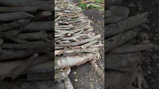 Bagung Kamadang Uling Part 1