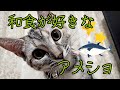 32.和食が好きなアメショ/猫の食事と健康について(理学博士夫とお喋り①)