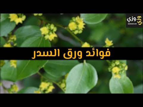 أهم فوائد ورق السدر