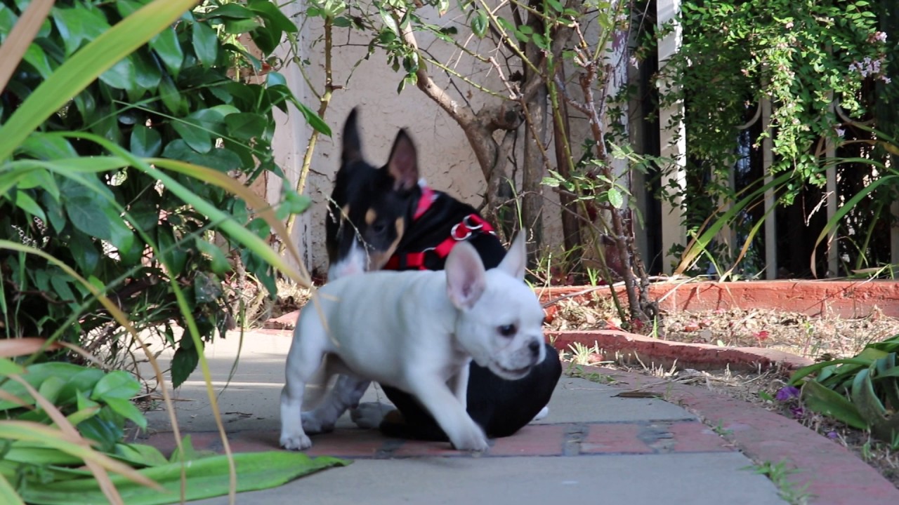 miniature french bull terrier