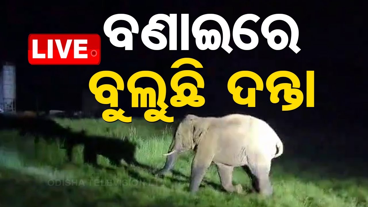 ????LIVE | ବଣାଇରେ ବୁଲୁଛି ଦନ୍ତା |  | Elephant at Bonai | Odisha TV
